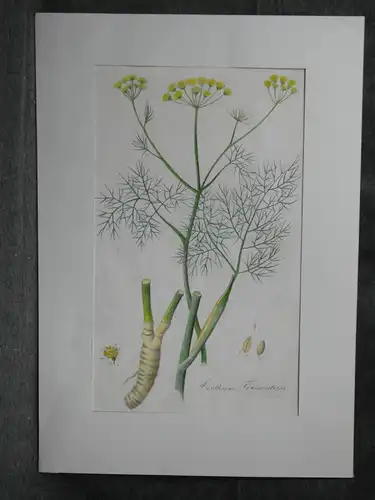 Kupferstich,koloriert,Fenchel, Anethum foeniculum, 19.Jh.