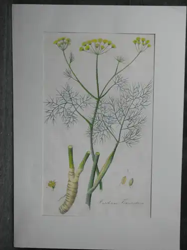 Kupferstich,koloriert,Fenchel, Anethum foeniculum, 19.Jh.