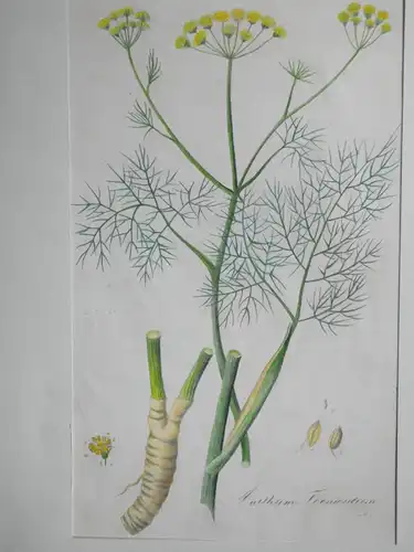 Kupferstich,koloriert,Fenchel, Anethum foeniculum, 19.Jh.