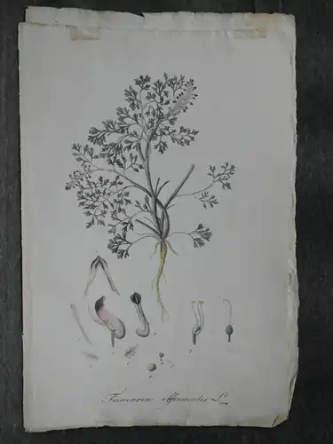 Kupferstich,koloriert,Erdrauch, Fumaria officinalis, Graumüllers Handbuch, 1850