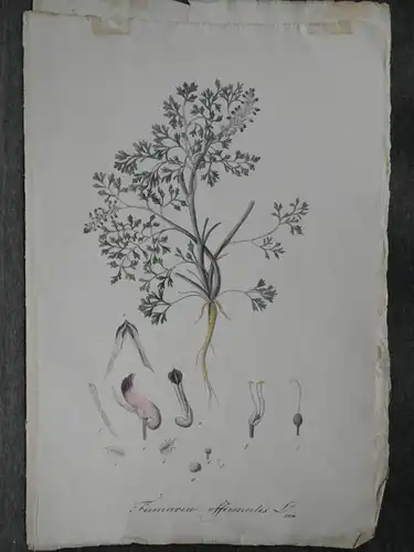 Kupferstich,koloriert,Erdrauch, Fumaria officinalis, Graumüllers Handbuch, 1850