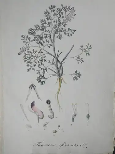 Kupferstich,koloriert,Erdrauch, Fumaria officinalis, Graumüllers Handbuch, 1850