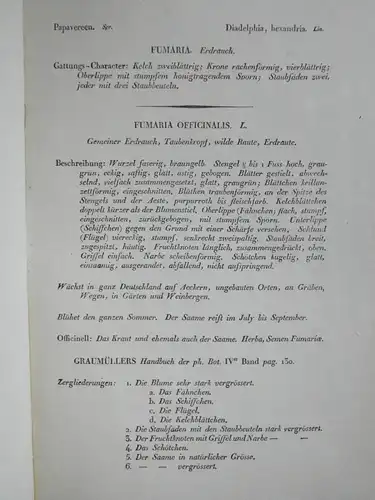 Kupferstich,koloriert,Erdrauch, Fumaria officinalis, Graumüllers Handbuch, 1850