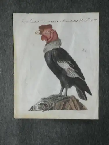 Kupferstich,koloriert,Vogel, Geier, Druck auf Papier, etwa 1750