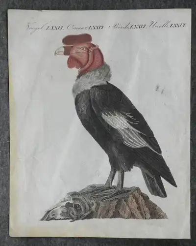 Kupferstich,koloriert,Vogel, Geier, Druck auf Papier, etwa 1750