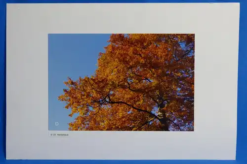 Fotografie, Herbstlaub am Herzogstand, Bayerische Alpen