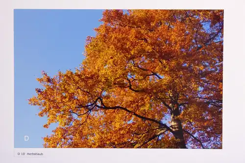 Fotografie, Herbstlaub am Herzogstand, Bayerische Alpen