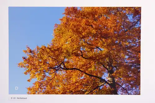 Fotografie, Herbstlaub am Herzogstand, Bayerische Alpen