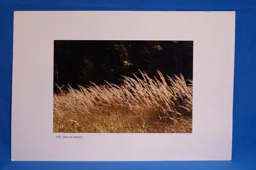 Fotografie, Gräser am Waldrand, Herzogstand