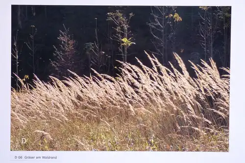 Fotografie, Gräser am Waldrand, Herzogstand