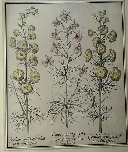 Kupferstich,Consolida regalis, Domenicus Custos,Hortus Eystettensis von 1613