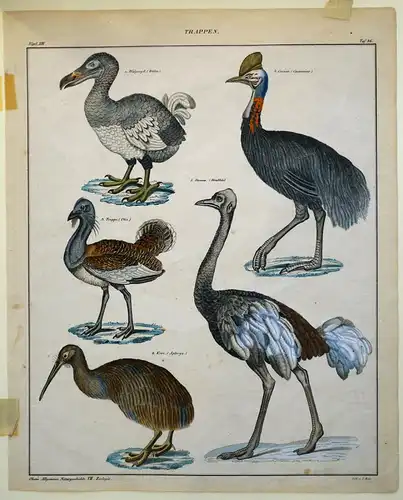 Grafik,Lithografie,Lorenz Oken,Zoologie,Trappen,koloriert,ca 1840