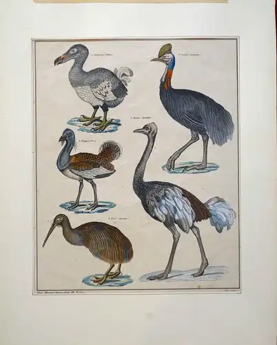 Grafik,Lithografie,Lorenz Oken,Zoologie,Trappen,koloriert,ca 1840