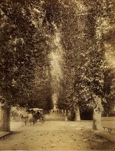 Fotografie, gr. ca 1870,Algerien,Algier,Alles de Platanes au Jardin dÈssai