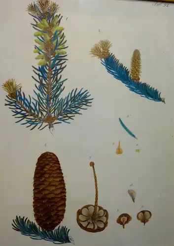 Lithografie,koloriert, Abies alba Miller,1826,Braunschweig,Vieweg