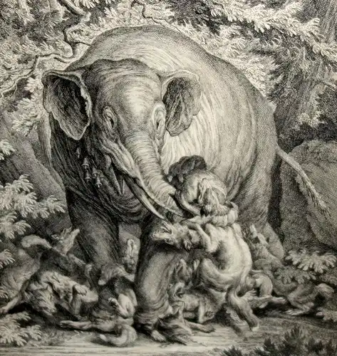 Grafik,Kupferstich,Ridinger,1744,Elefant+Füchse