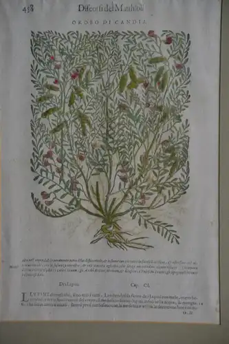 Holzschnitt, Discorsi del Matthioli, Pietro Andrea, 16 Jh., Orobo die Candia