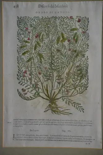 Holzschnitt, Discorsi del Matthioli, Pietro Andrea, 16 Jh., Orobo die Candia