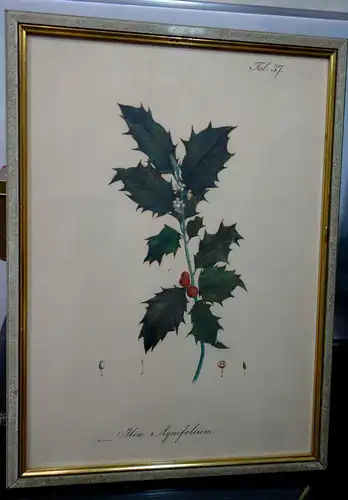 Lithografie,koloriert,Ilex aquifolium,1826,Braunschweig,Vieweg