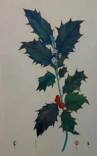 Lithografie,koloriert,Ilex aquifolium,1826,Braunschweig,Vieweg