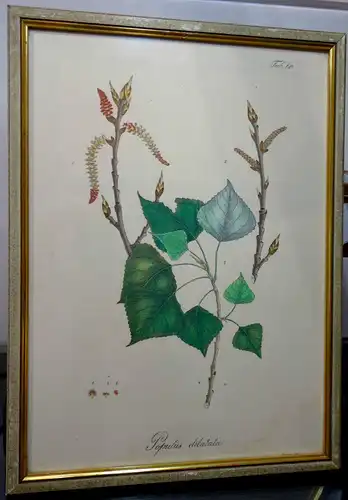 Lithografie,koloriert,Populus dilatata,1826,Braunschweig,Vieweg