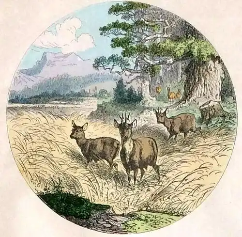 Colorierter Holzstich mit 8 Scheibenbildern im Passepartout, ca. 1880