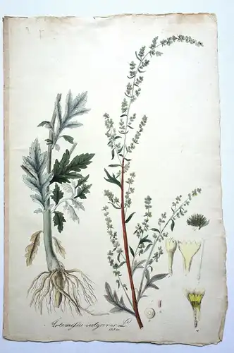 Kupferstich,koloriert,Beifuß, Artimisia vulgaris, Graumüllers Handbuch, 1715