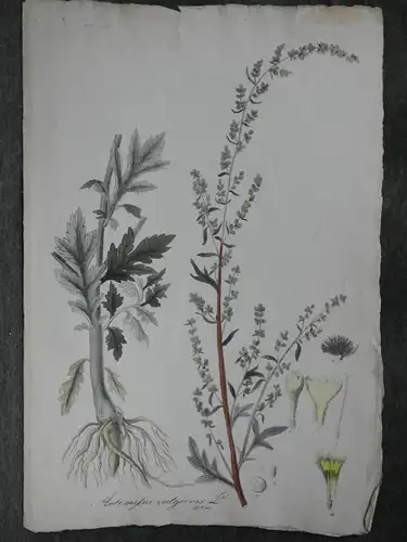 Kupferstich,koloriert,Beifuß, Artimisia vulgaris, Graumüllers Handbuch, 1715
