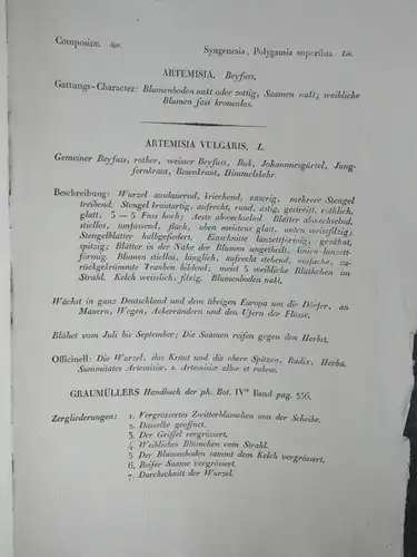 Kupferstich,koloriert,Beifuß, Artimisia vulgaris, Graumüllers Handbuch, 1715