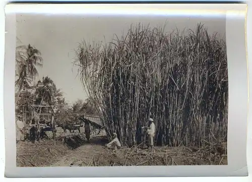 Original-Fotografie,Bambus-Ernte,1904 Indonesien
