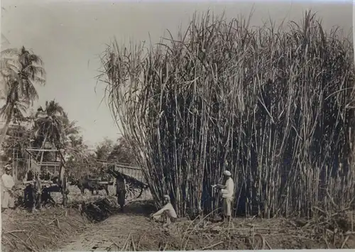 Original-Fotografie,Bambus-Ernte,1904 Indonesien