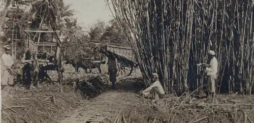 Original-Fotografie,Bambus-Ernte,1904 Indonesien