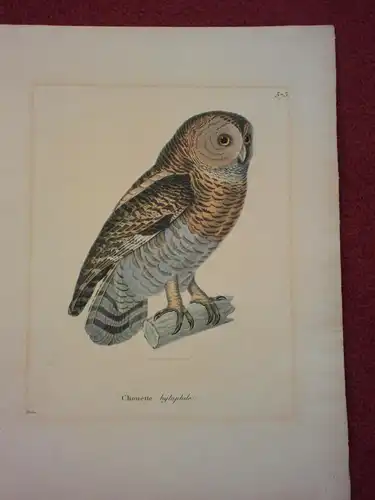 Kupferstich altkoloriert,Chouette, Eule, von Pretre, etwa 1860