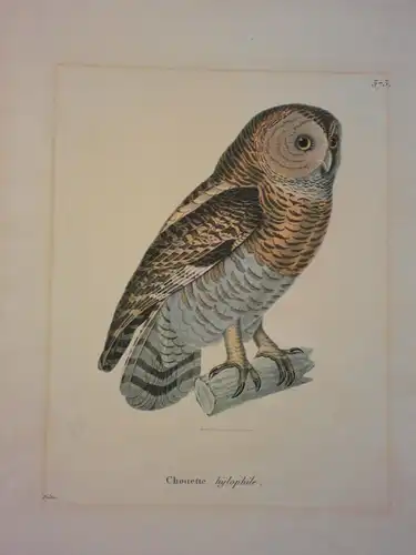 Kupferstich altkoloriert,Chouette, Eule, von Pretre, etwa 1860