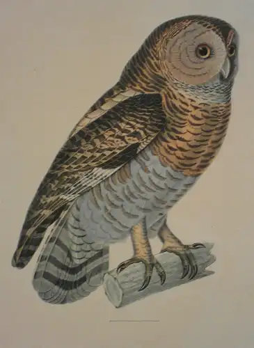 Kupferstich altkoloriert,Chouette, Eule, von Pretre, etwa 1860