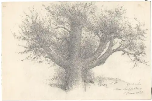 Bleistiftzeichnung „alter Kirschbaum 5. Juni 1921“ von Anton Stadler