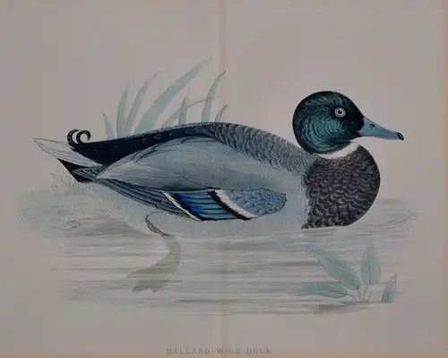 Kupferstich, altkoloriert,Mallard, Wild Duck, Wildente,etwa 1870