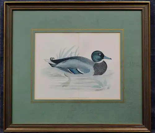 Kupferstich, altkoloriert,Mallard, Wild Duck, Wildente,etwa 1870
