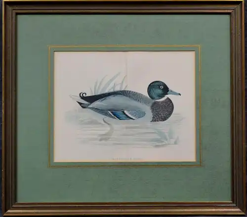 Kupferstich, altkoloriert,Mallard, Wild Duck, Wildente,etwa 1870