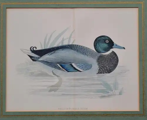 Kupferstich, altkoloriert,Mallard, Wild Duck, Wildente,etwa 1870