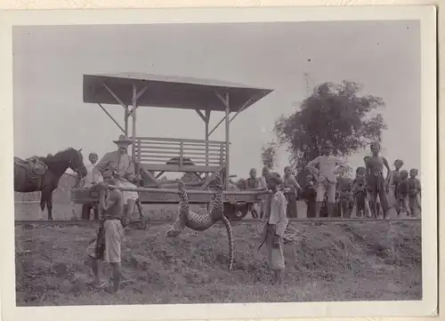 Originalphotographie Bayerischer Forstinspektor mit erlegtem Leopard, Bali, 1907