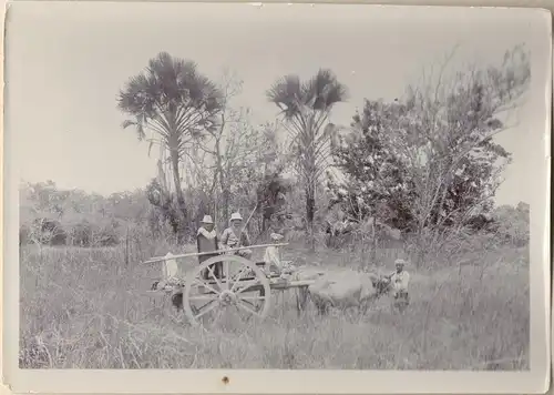 Originalphotographie Großwildjäger auf Ochsenkarren auf Bali, ca. 1905