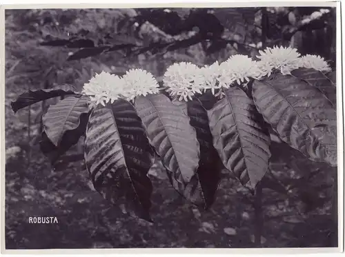 Photographie von Ohannes Kurkdjian: Kaffeepflanze „ROBUSTA“, ca. Anfang 20. Jhdt