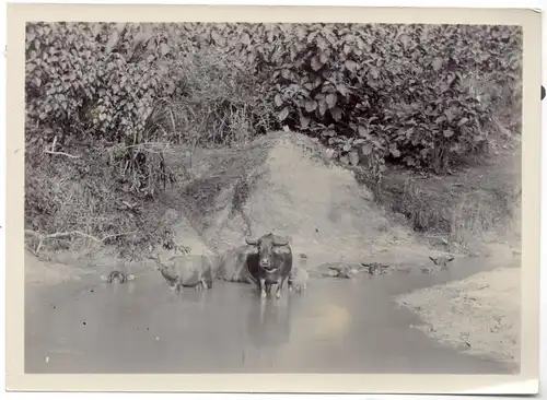 Originalphotographie Herde Wasserbüffel auf Bali, ca. 1905