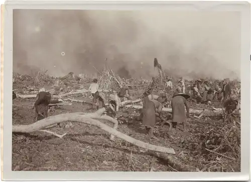 Originalphotographie Forstarbeiter bei Rodungsarbeiten im Urwald von Bali, 1905