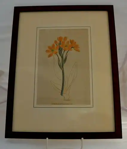 Kupferstich,Curtis 1792 Hand kol Botanical Print. Golden Ornithogalum
