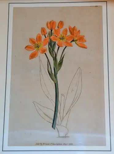 Kupferstich,Curtis 1792 Hand kol Botanical Print. Golden Ornithogalum