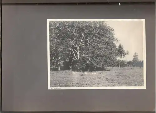 Altes Jugendstil-Photoalbum mit 23 Originalphotographien aus Bali um 1905