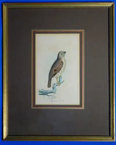 Stahlstich,1850,Sparrow Owl,Zwergkäuzchen,koloriert,gerahmt ,verglast,