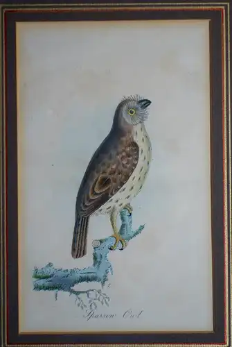 Stahlstich,1850,Sparrow Owl,Zwergkäuzchen,koloriert,gerahmt ,verglast,